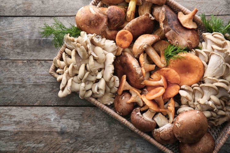 Mushroom-750x500