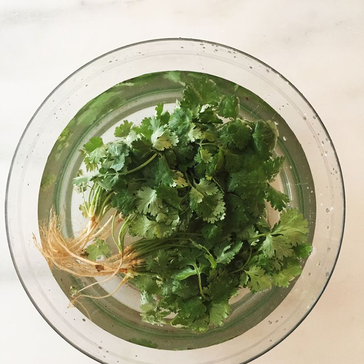 cilantro