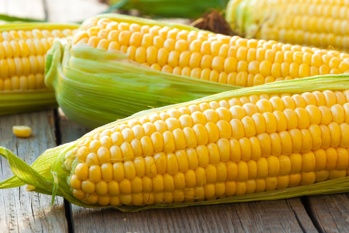corn2