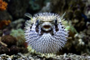 fugu