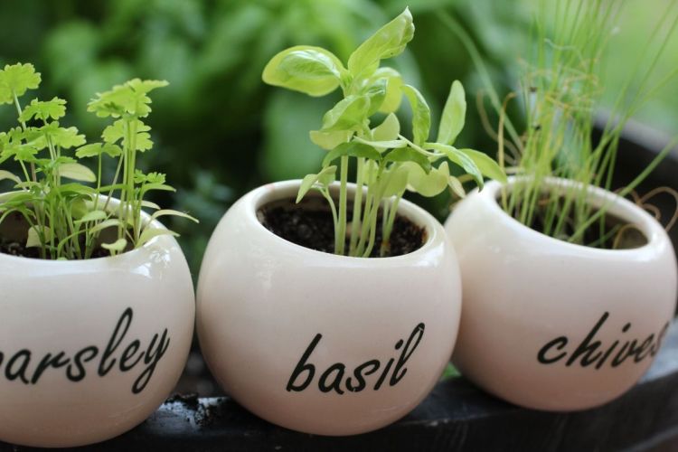 herbs2