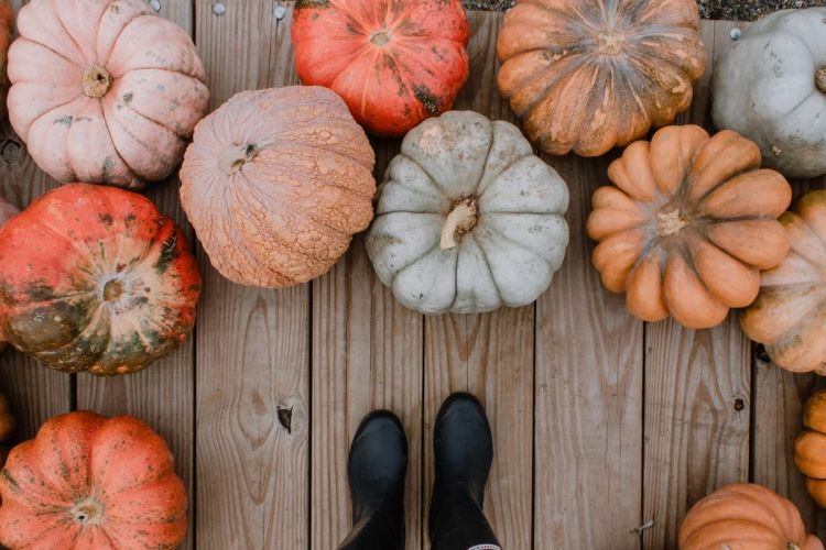pumpkine