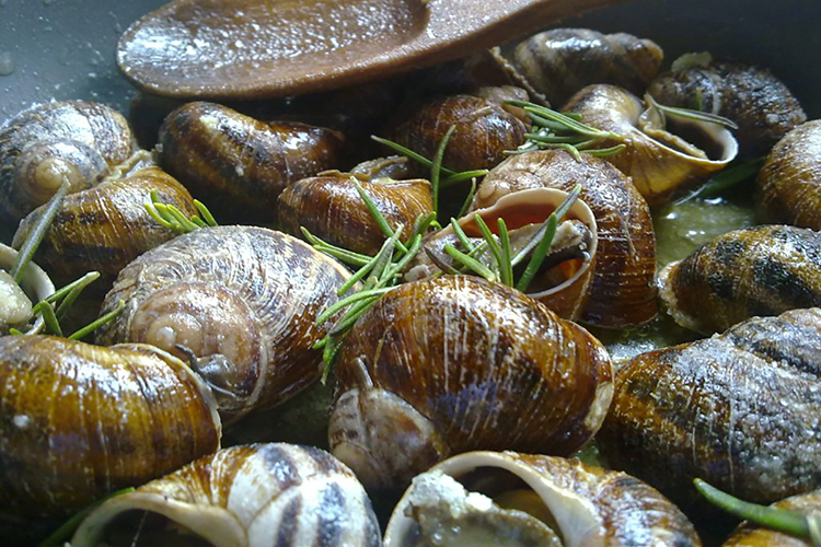 snails