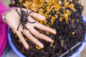 spider