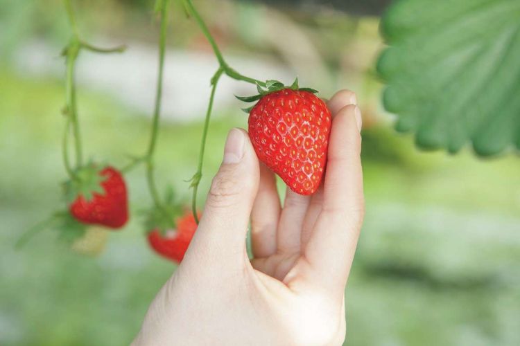 strawberry