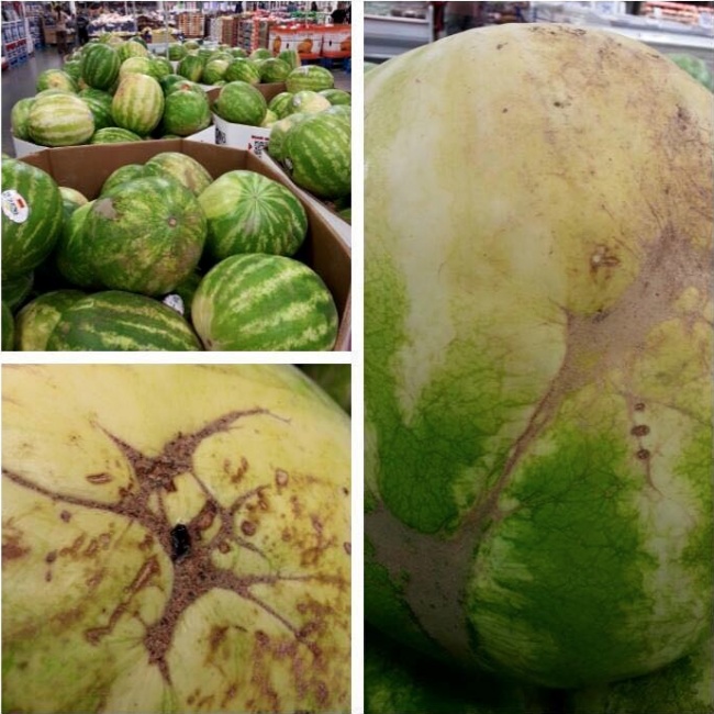 watermelon2